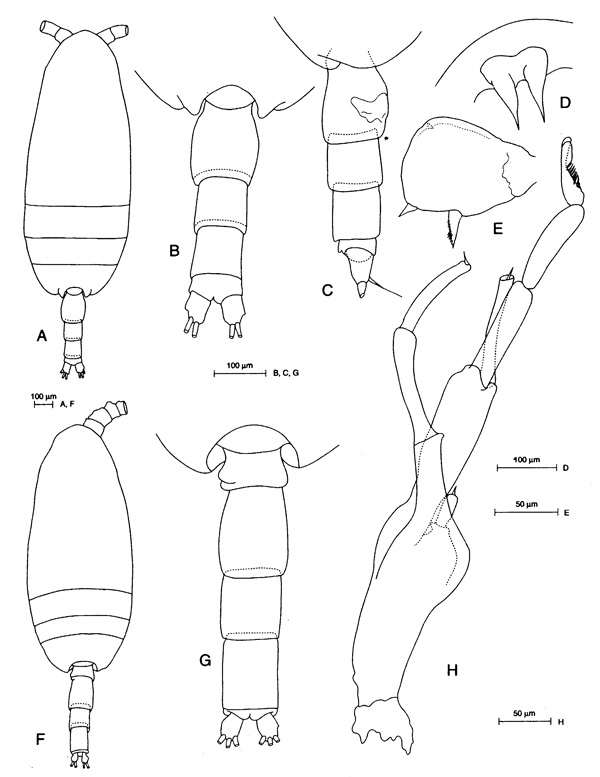 Species Scolecithricella dentata - Plate 6 of morphological figures