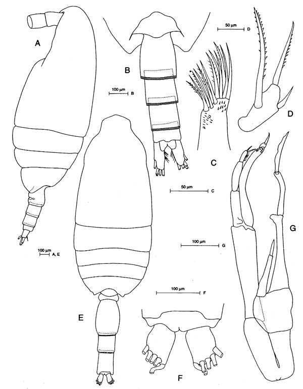 Species Scaphocalanus farrani - Plate 6 of morphological figures