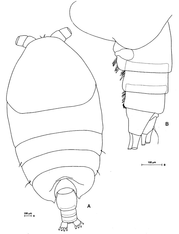 Espce Phaenna spinifera - Planche 8 de figures morphologiques