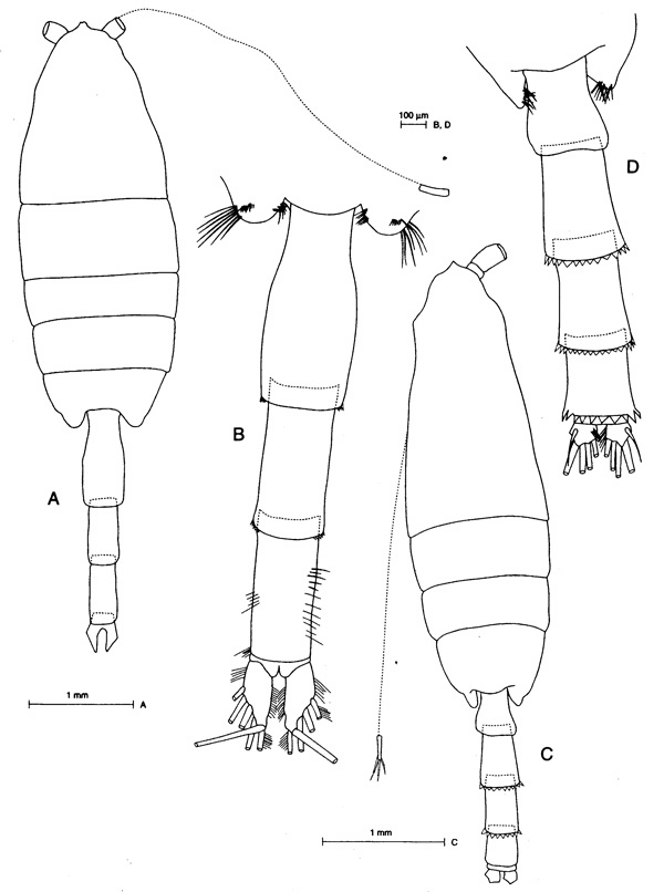 Species Paraeuchaeta biloba - Plate 7 of morphological figures