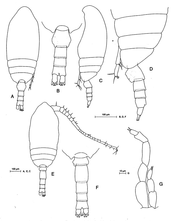 Species Microcalanus pygmaeus - Plate 2 of morphological figures