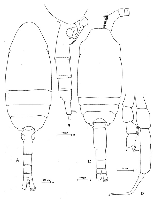 Espce Drepanopus forcipatus - Planche 1 de figures morphologiques