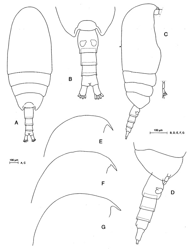 Species Clausocalanus laticeps - Plate 4 of morphological figures