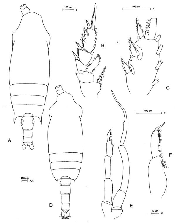 Species Chiridius molestus - Plate 7 of morphological figures