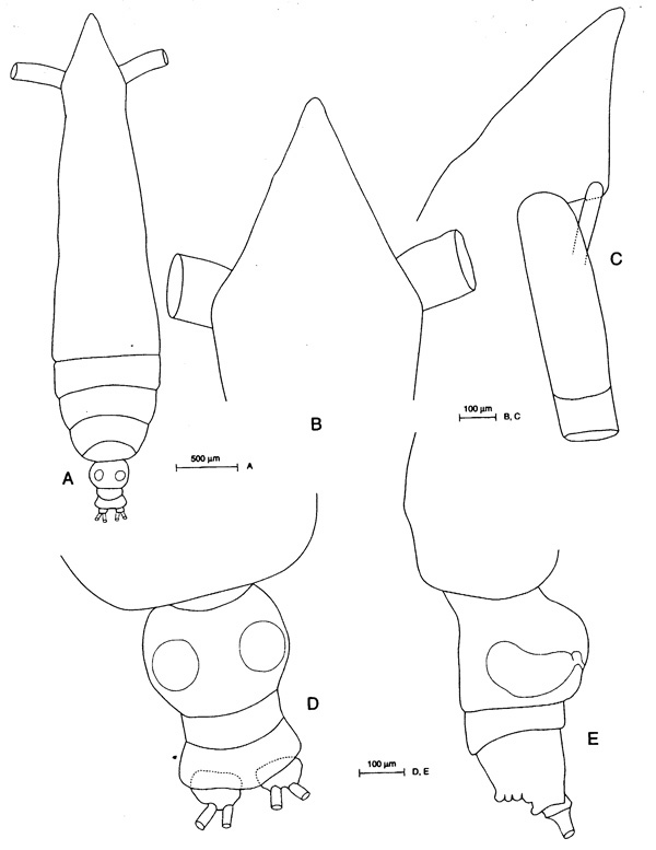 Espce Subeucalanus longiceps - Planche 5 de figures morphologiques