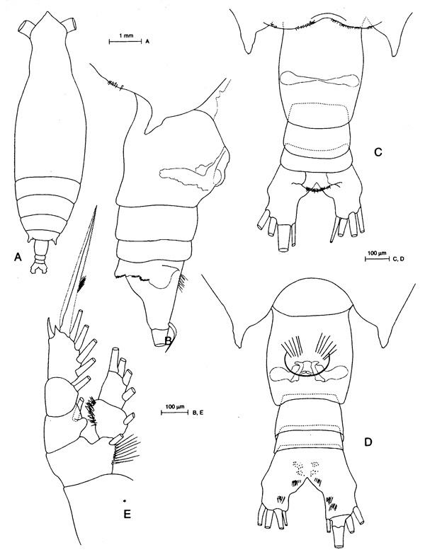 Espèce Eucalanus hyalinus - Planche 7 de figures morphologiques