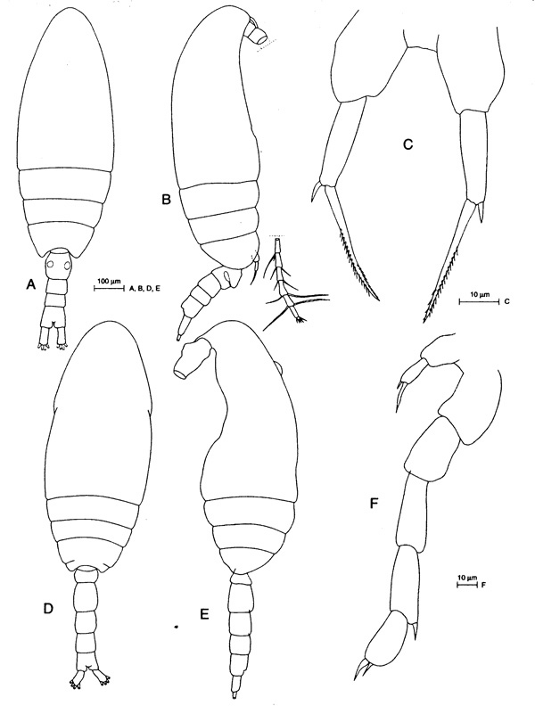 Espce Paracalanus parvus - Planche 1 de figures morphologiques