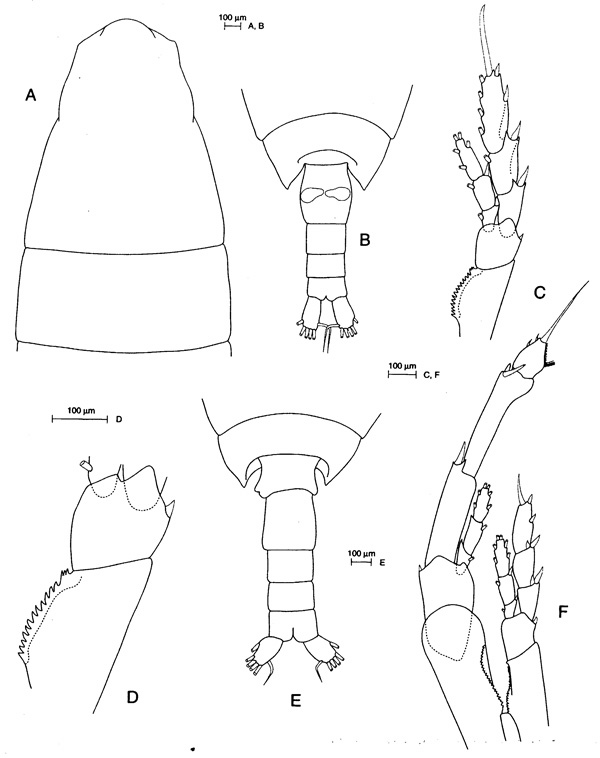 Espèce Calanus simillimus - Planche 2 de figures morphologiques
