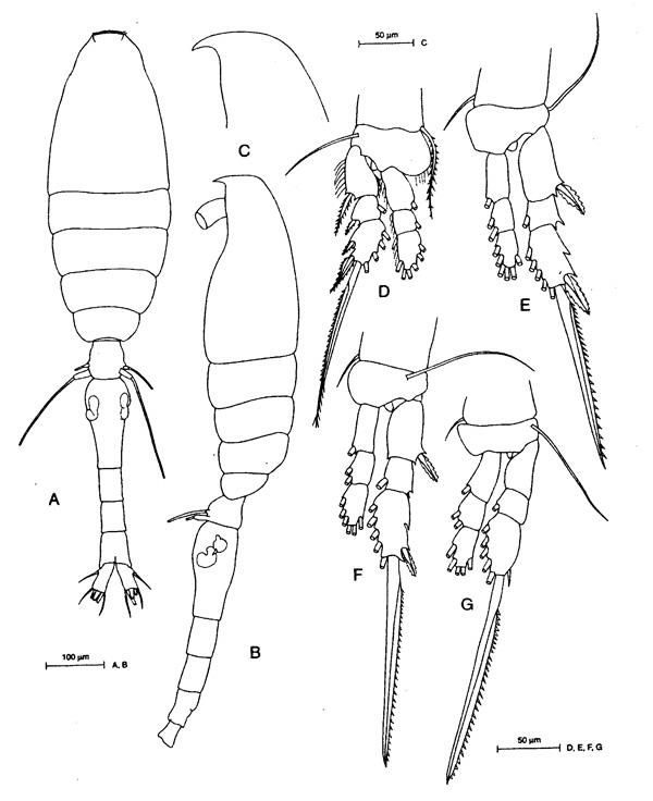 Espce Oithona similis-Group - Planche 2 de figures morphologiques