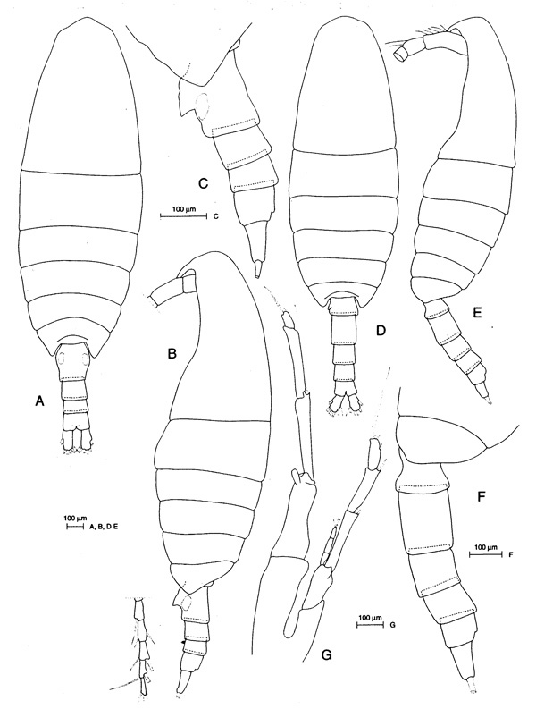 Espèce Calanoides patagoniensis - Planche 1 de figures morphologiques
