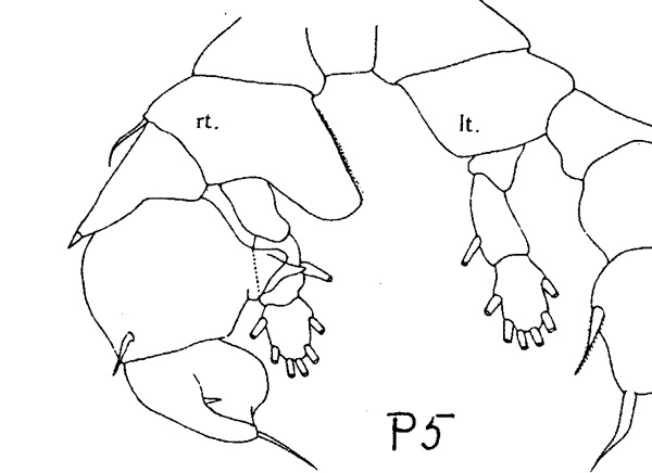 Species Paraheterorhabdus (Paraheterorhabdus) farrani - Plate 3 of morphological figures