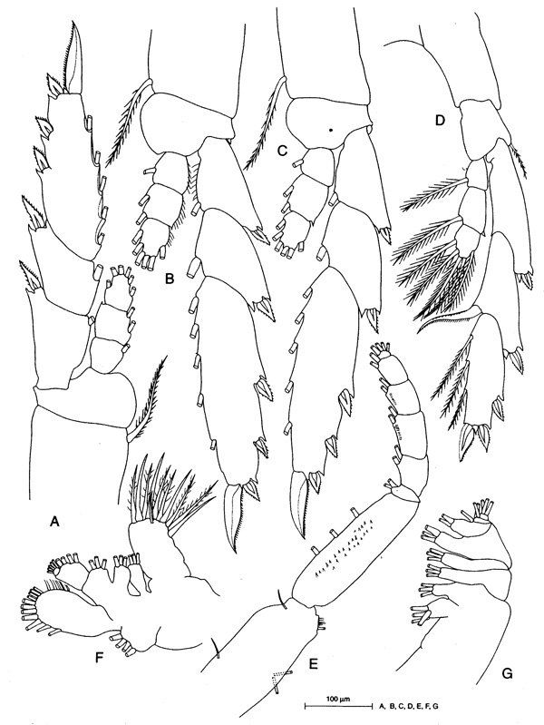 Espèce Lucicutia clausi - Planche 4 de figures morphologiques