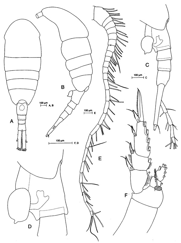 Espèce Lucicutia clausi - Planche 3 de figures morphologiques