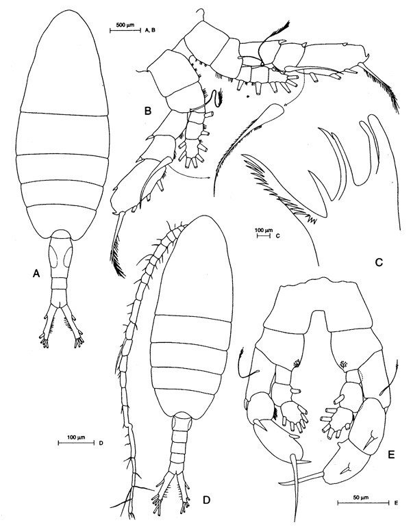 Espèce Augaptilus glacialis - Planche 2 de figures morphologiques