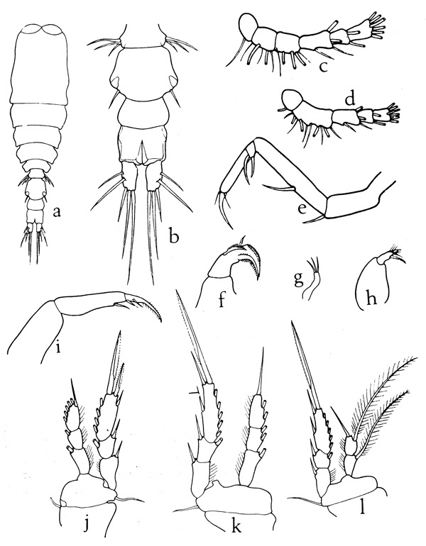 Espèce Vettoria granulosa - Planche 1 de figures morphologiques