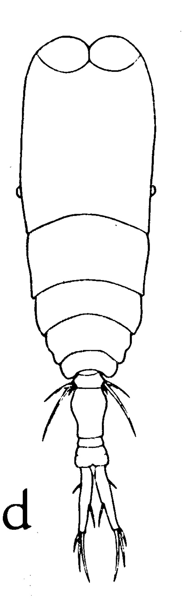 Espce Vettoria parva - Planche 1 de figures morphologiques