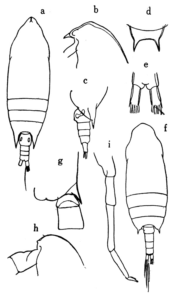 Species Aetideus bradyi - Plate 1 of morphological figures