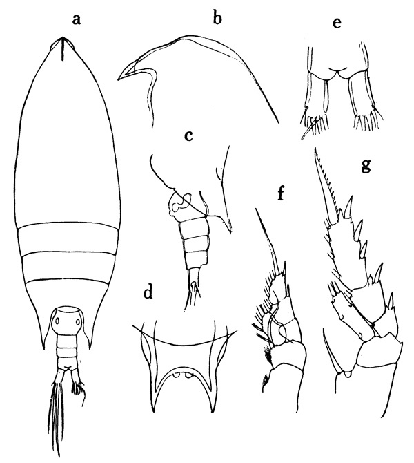 Species Aetideus acutus - Plate 3 of morphological figures
