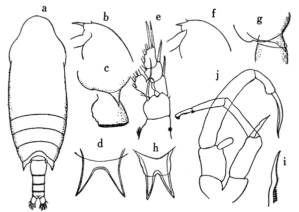 Espèce Aetideopsis rostrata - Planche 8 de figures morphologiques