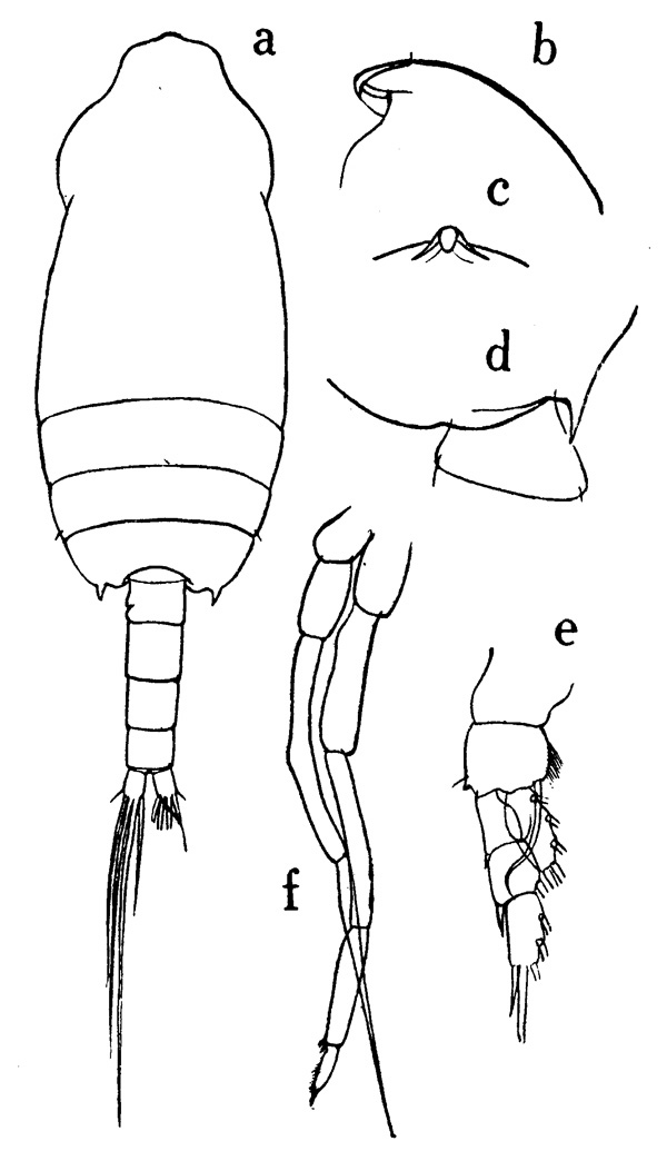 Espèce Chiridius poppei - Planche 4 de figures morphologiques