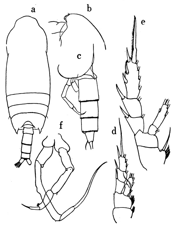 Espèce Chiridius pacificus - Planche 5 de figures morphologiques