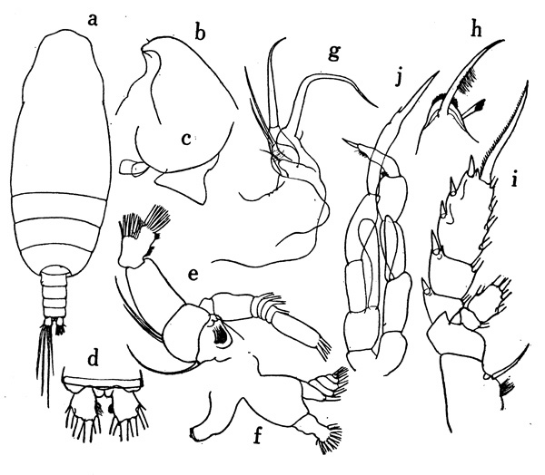 Espce Chiridiella brachydactyla - Planche 1 de figures morphologiques