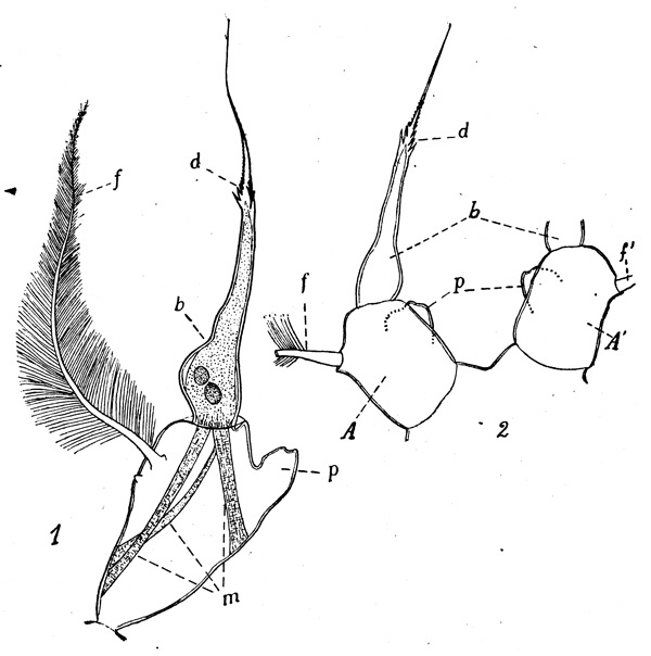 Species Acartia (Acanthacartia) tonsa - Plate 4 of morphological figures
