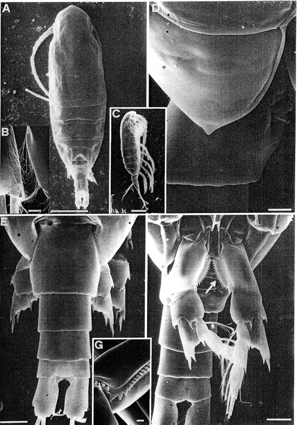 Espèce Calanus simillimus - Planche 3 de figures morphologiques