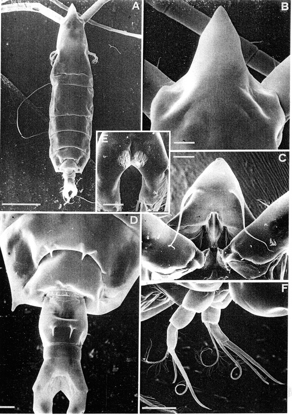 Espèce Rhincalanus nasutus - Planche 4 de figures morphologiques