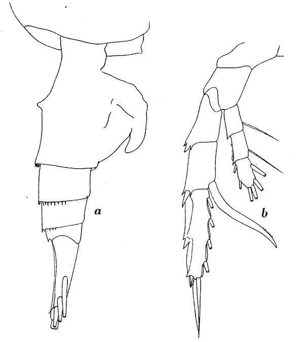 Espce Heterorhabdus pustulifer - Planche 1 de figures morphologiques