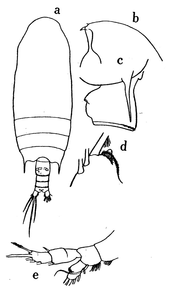 Espèce Gaetanus tenuispinus - Planche 9 de figures morphologiques