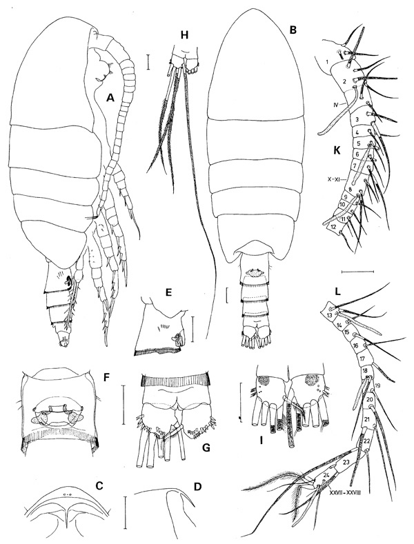 Espèce Mesaiokeras spitsbergensis - Planche 1 de figures morphologiques