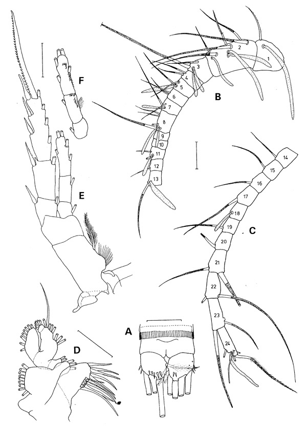 Espèce Mesaiokeras spitsbergensis - Planche 4 de figures morphologiques