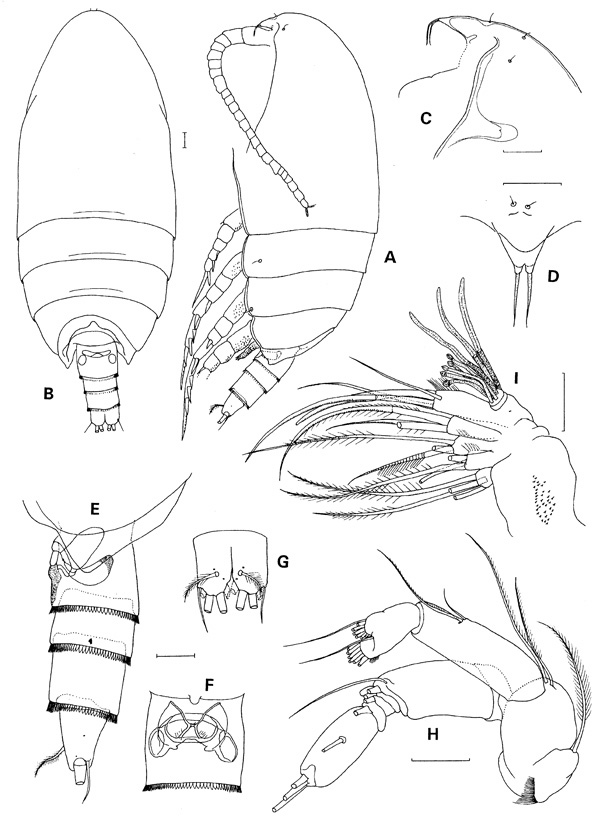 Espce Xantharus siedleckii - Planche 1 de figures morphologiques