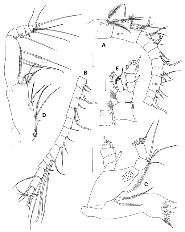 Espce Xantharus siedleckii - Planche 2 de figures morphologiques