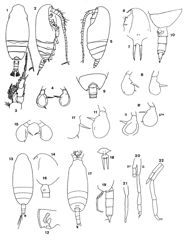 Species Pseudoamallothrix ovata - Plate 1 of morphological figures