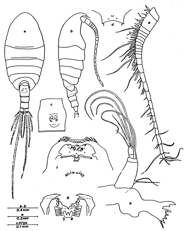Espèce Enantiosis cavernicola - Planche 1 de figures morphologiques