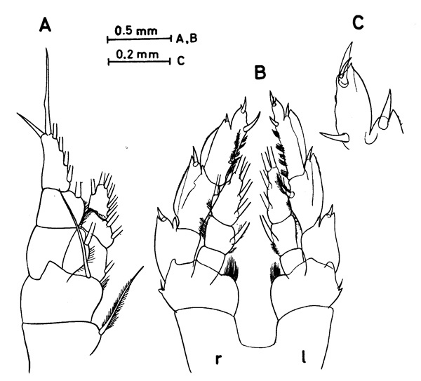 Espce Bathycalanus bradyi - Planche 2 de figures morphologiques