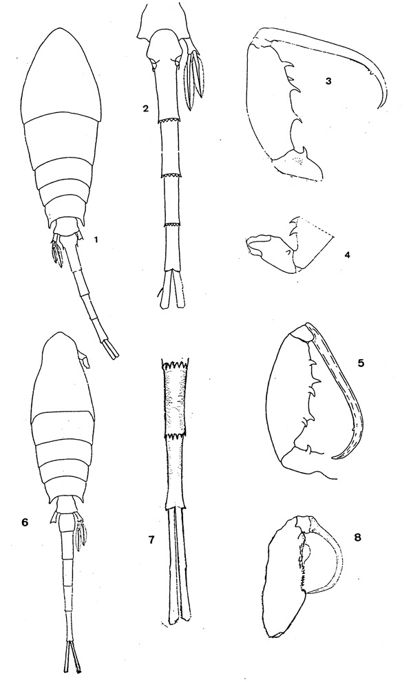 Species Lubbockia aculeata - Plate 1 of morphological figures
