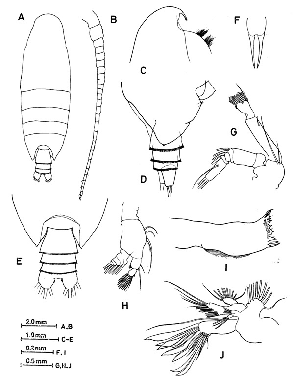 Species Talacalanus maximus - Plate 2 of morphological figures