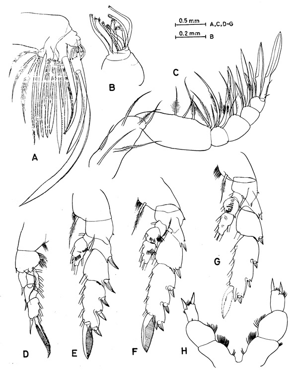 Species Talacalanus maximus - Plate 3 of morphological figures