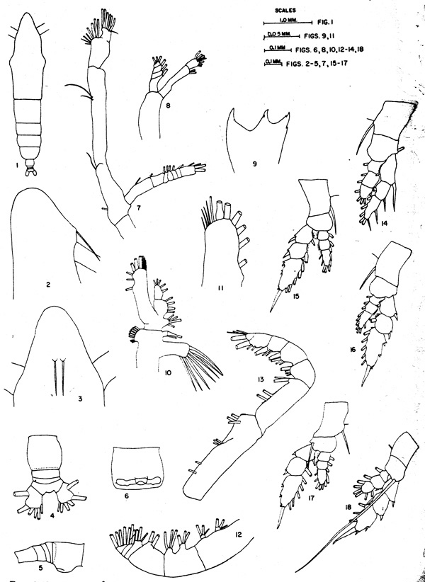 Espèce Haloptilus austini - Planche 1 de figures morphologiques