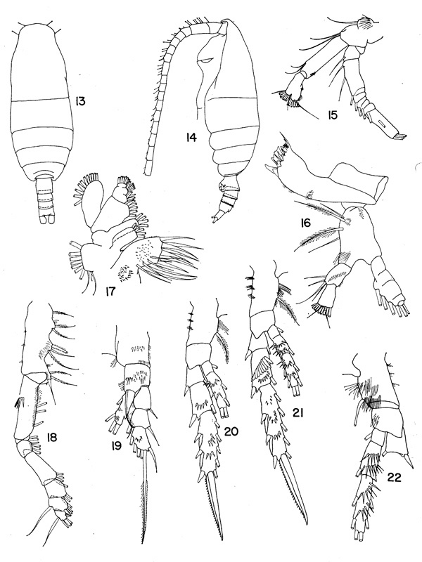 Espèce Spinocalanus abyssalis - Planche 3 de figures morphologiques