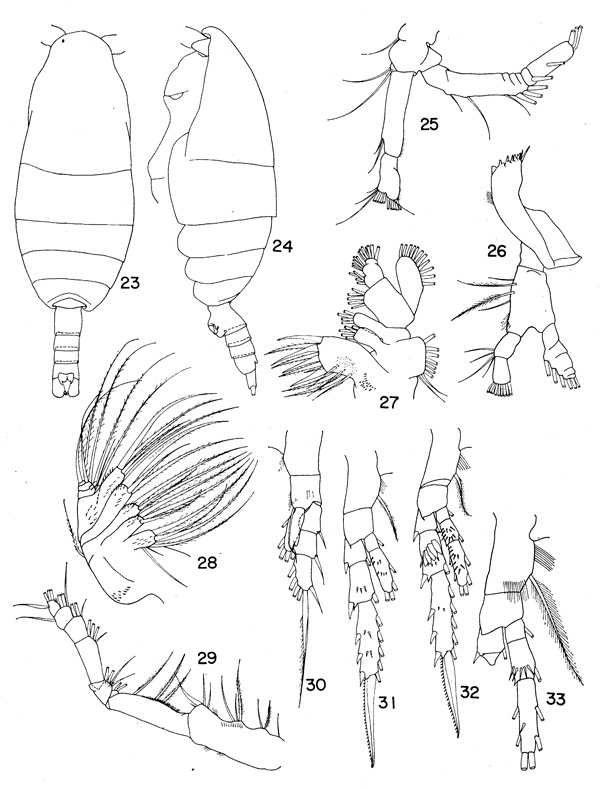 Species Spinocalanus longicornis - Plate 6 of morphological figures