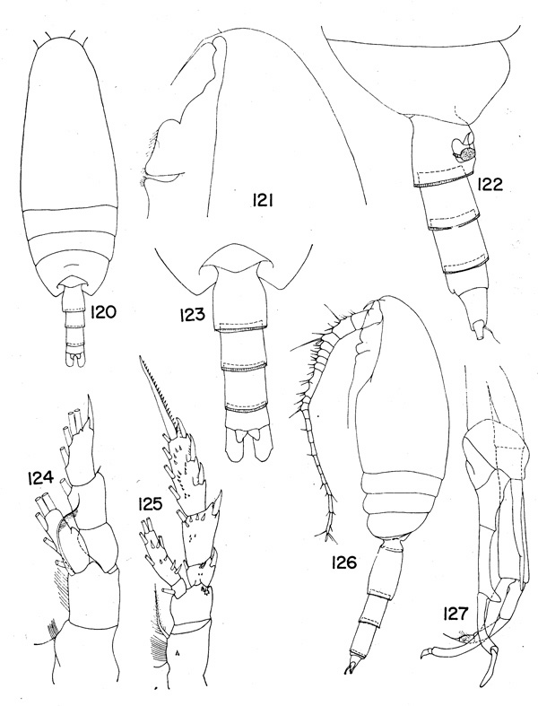 Espèce Scaphocalanus amplius - Planche 1 de figures morphologiques