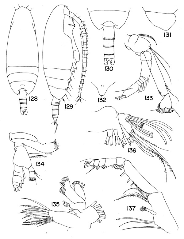 Espèce Scaphocalanus brevirostris - Planche 2 de figures morphologiques