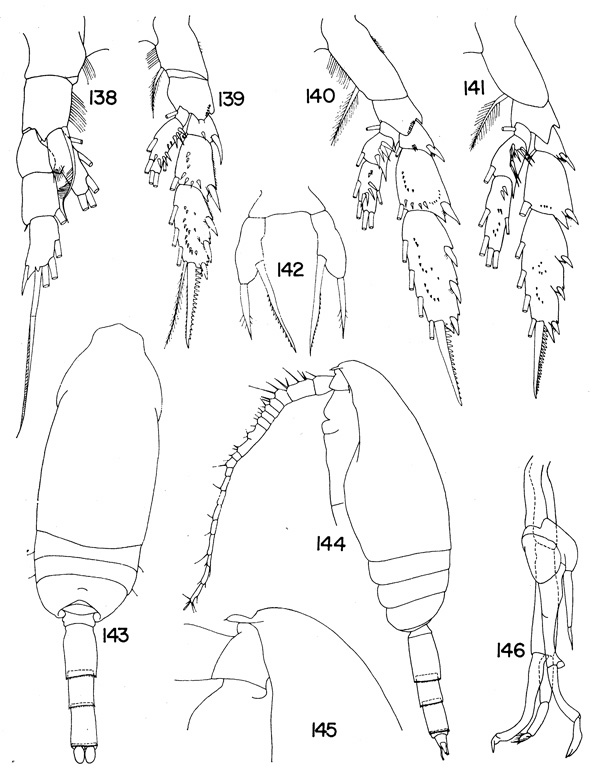 Espèce Scaphocalanus brevirostris - Planche 3 de figures morphologiques