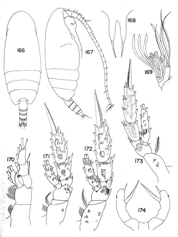 Espèce Scolecithrix valens - Planche 1 de figures morphologiques