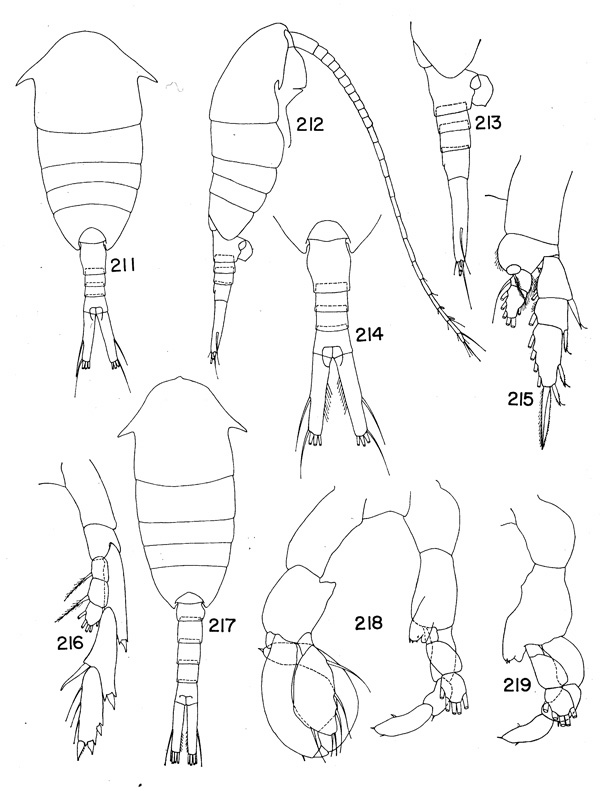Espèce Lucicutia clausi - Planche 6 de figures morphologiques