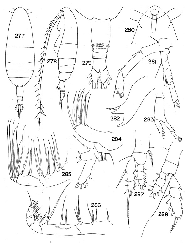 Species Euaugaptilus sublongiseta - Plate 3 of morphological figures